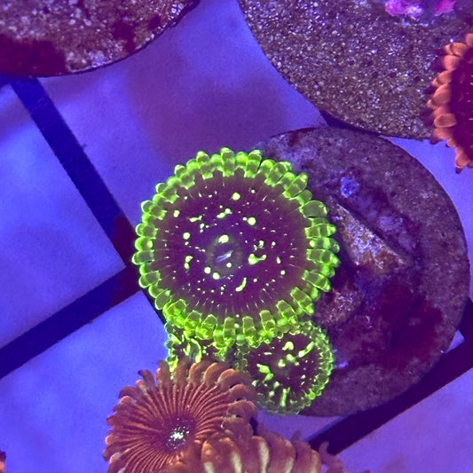 Exosphere Zoa / Zoanthid