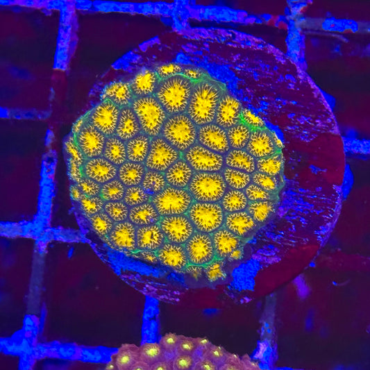 Leptastrea