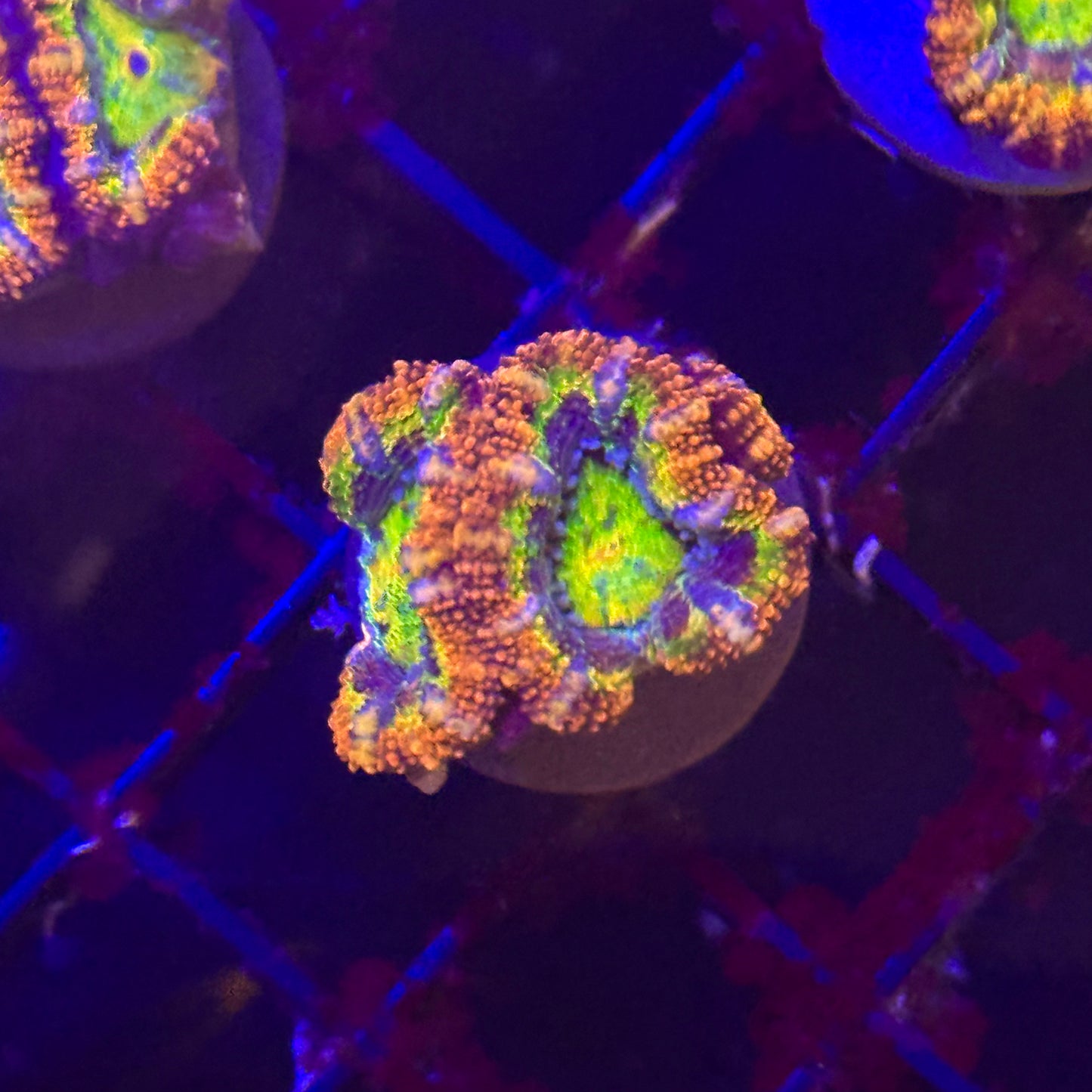 Islander Corals Candyman Acan
