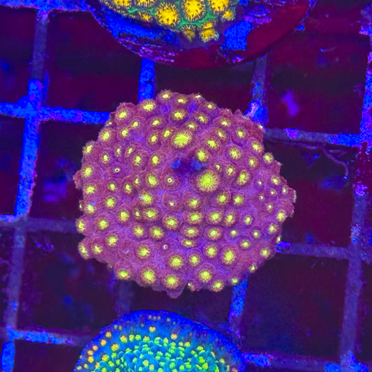 Blingbling Cyphastrea