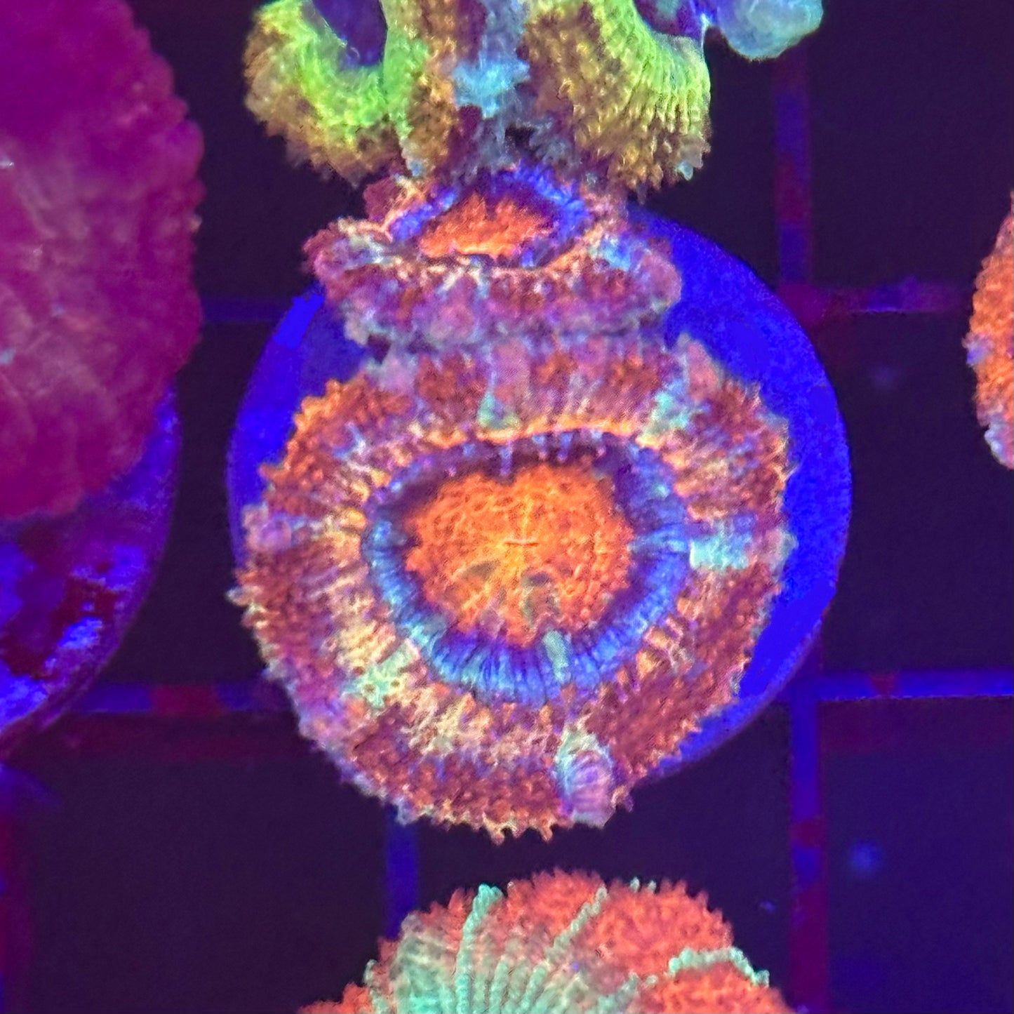 Islander Corals Nobrainer Acan