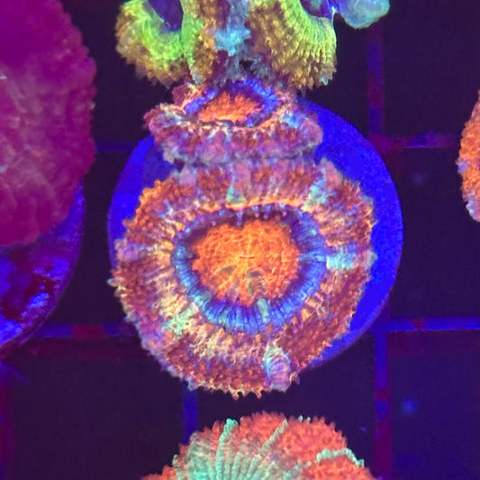 Islander Corals Nobrainer Acan