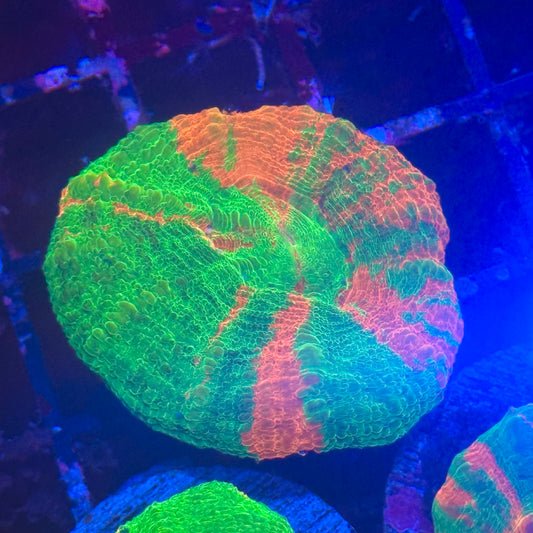 Bleeding Apple Scoly / Scolymia