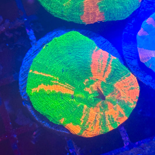 Bleeding Apple Scoly / Scolymia