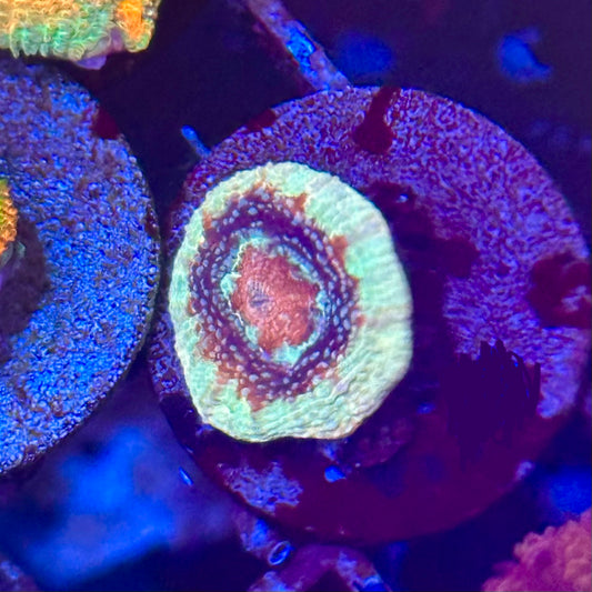 Islander Corals Creme Brulee Bowerbanki