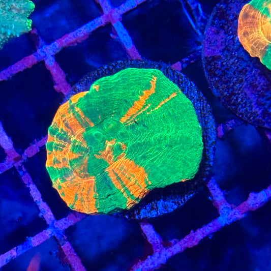 Bleeding Apple Scoly / Scolymia