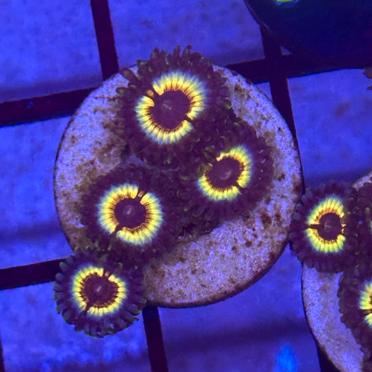 OG Vampire Zoa / Zoanthid
