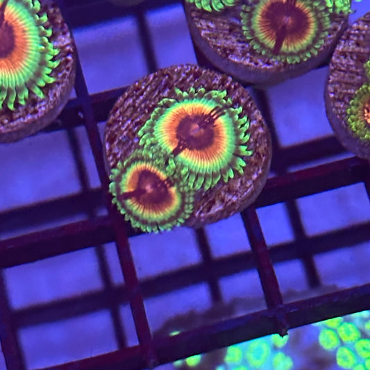 Bloodshot Zoa / Zoanthid