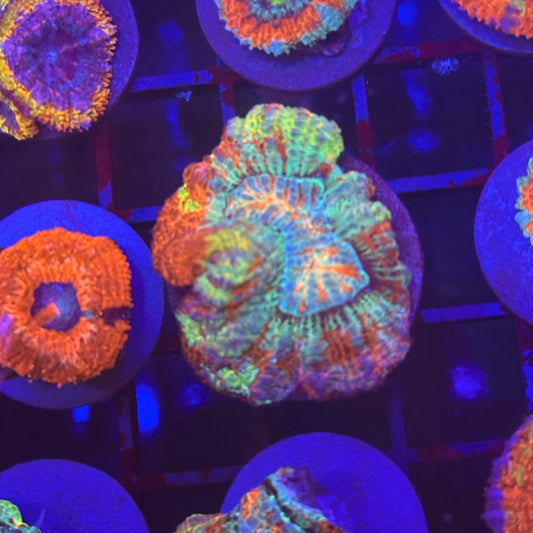 Rainbow Wilsoni