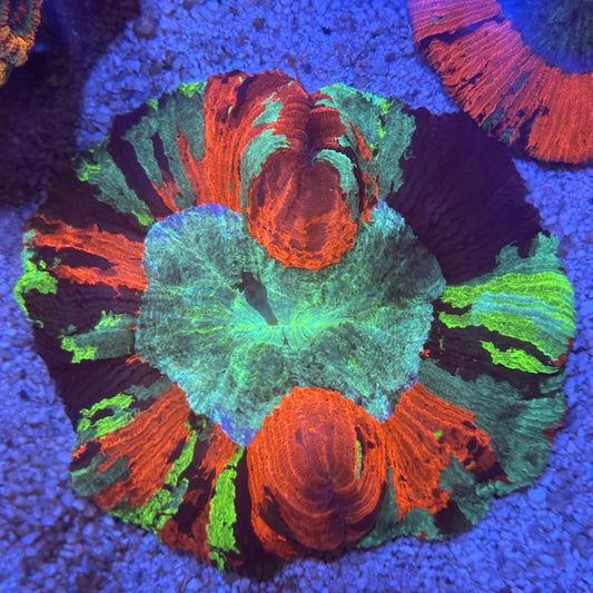 Rainbow Wellsophyllia