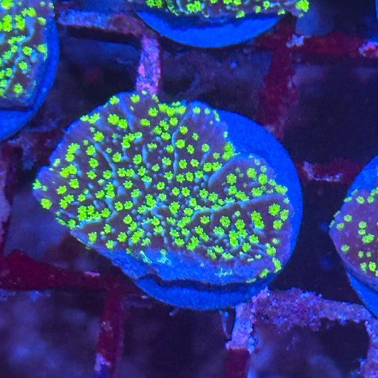 Spongodes Montipora