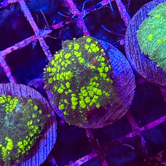 Islander Corals Uranium Bounce Mushroom
