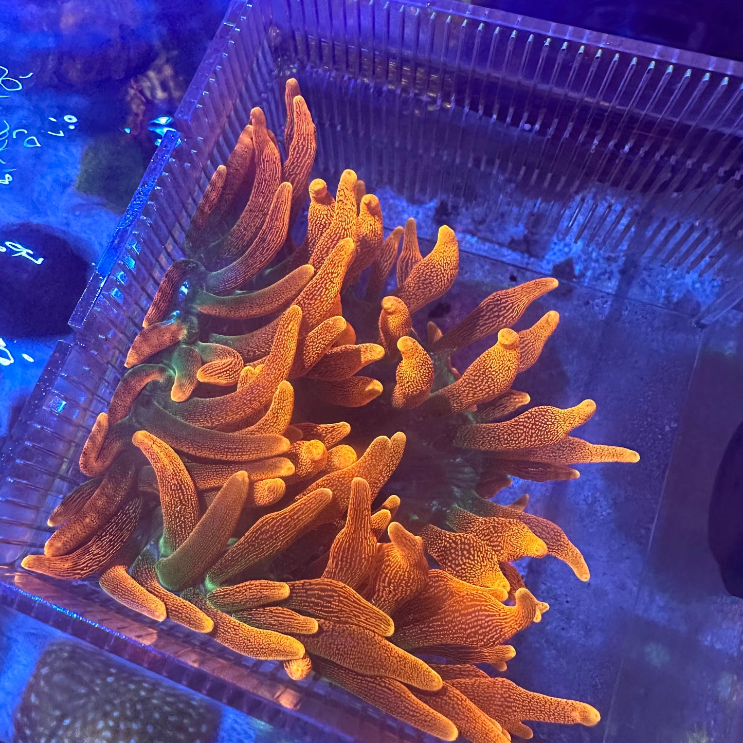 Colorado Sunburst Anemone
