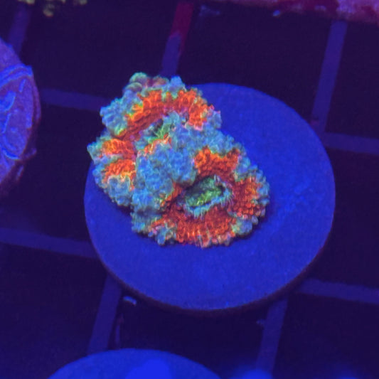 Islander Corals Prospect Acan