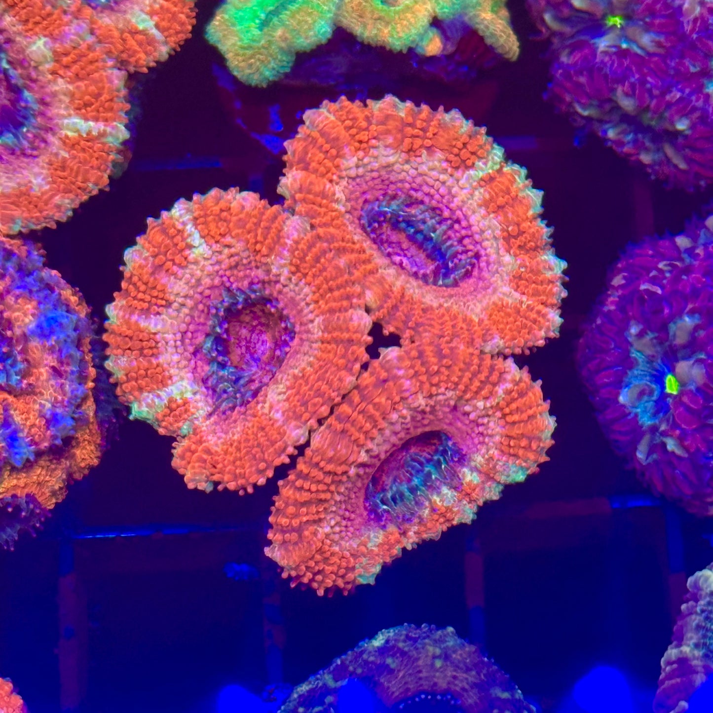 Islander Corals Victoria’s Secret Rainbow Acan
