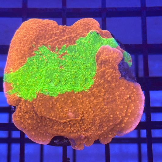 Grafted Montipora Mini Colony