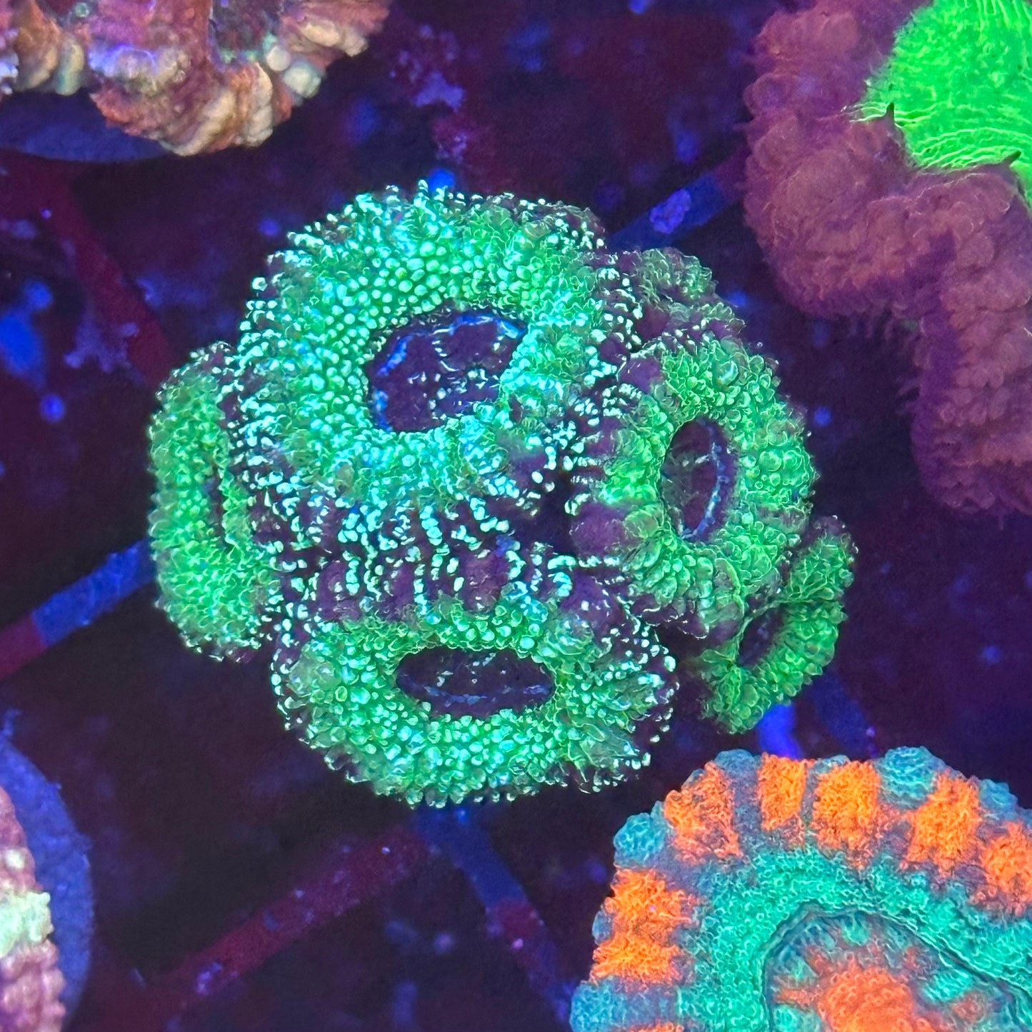 Islander Corals Glitter Bomb Acan