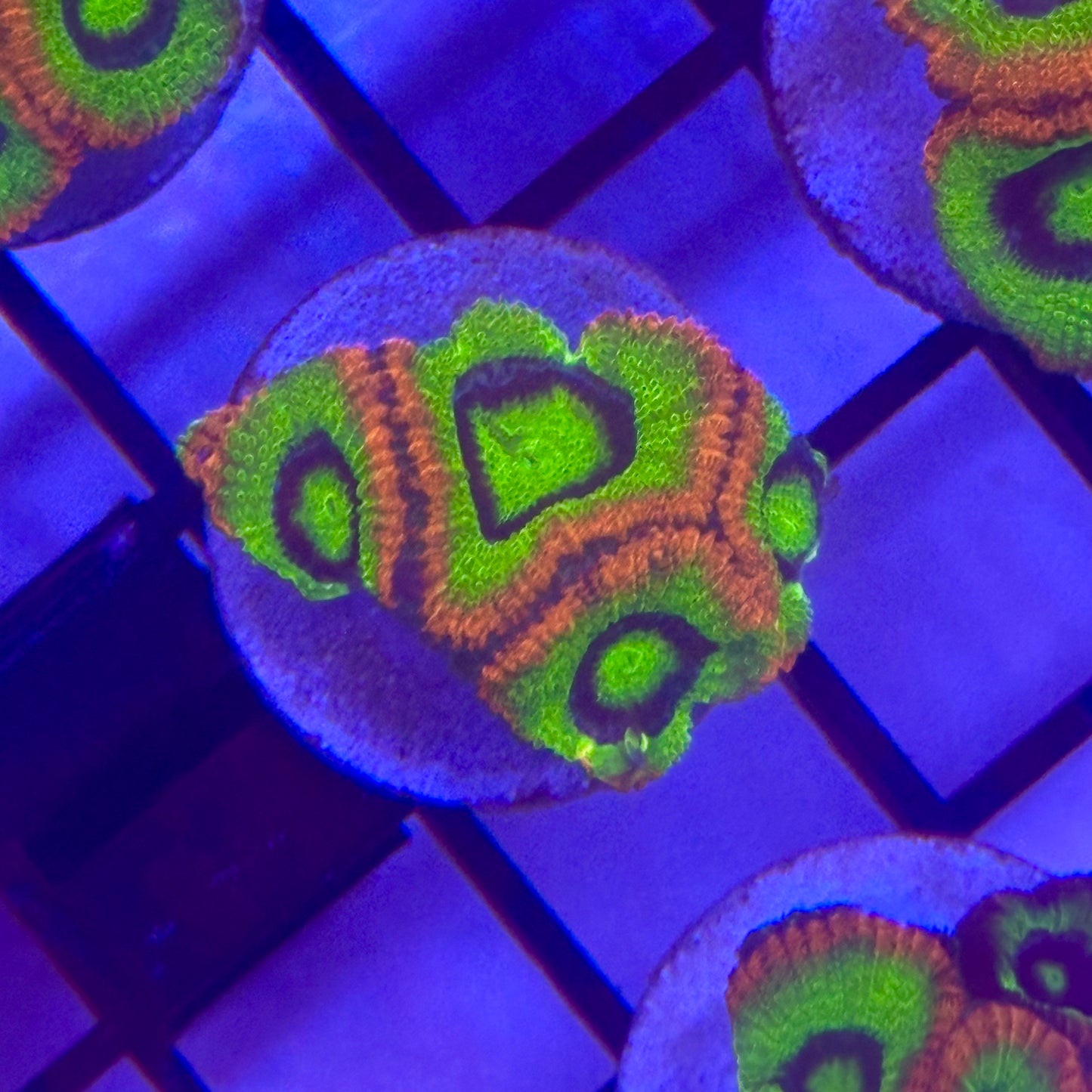 Holygrail Micromussa Acan