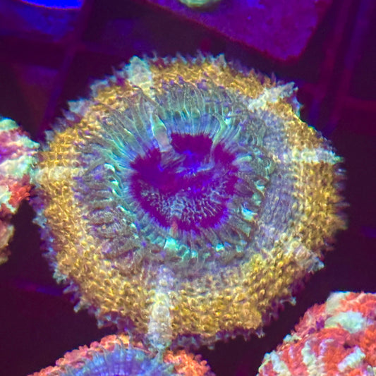 Islander Corals Boomtown Acan