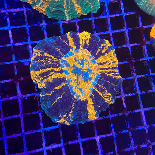 Acanthophyllia / Acantho / Meat Coral