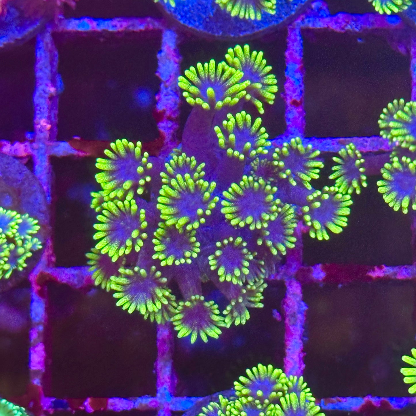 Goniopora / Goni - Green tip