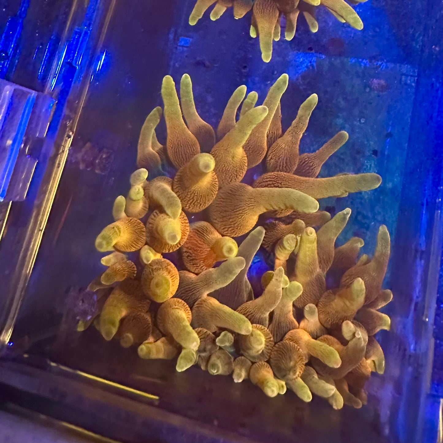 Colorado Sunburst Anemone