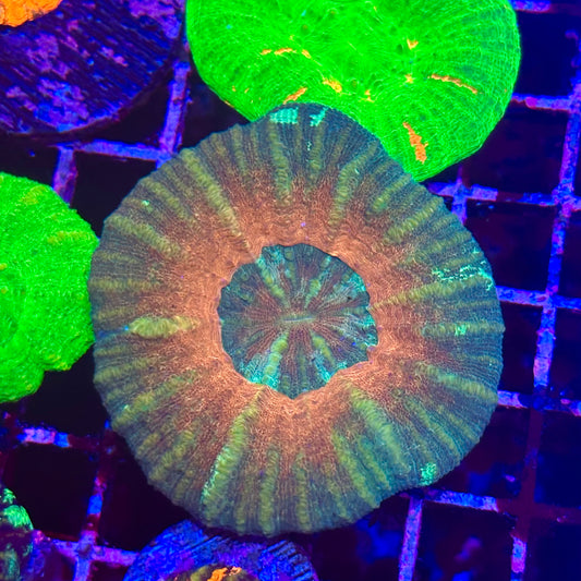 Scoly / Scolymia