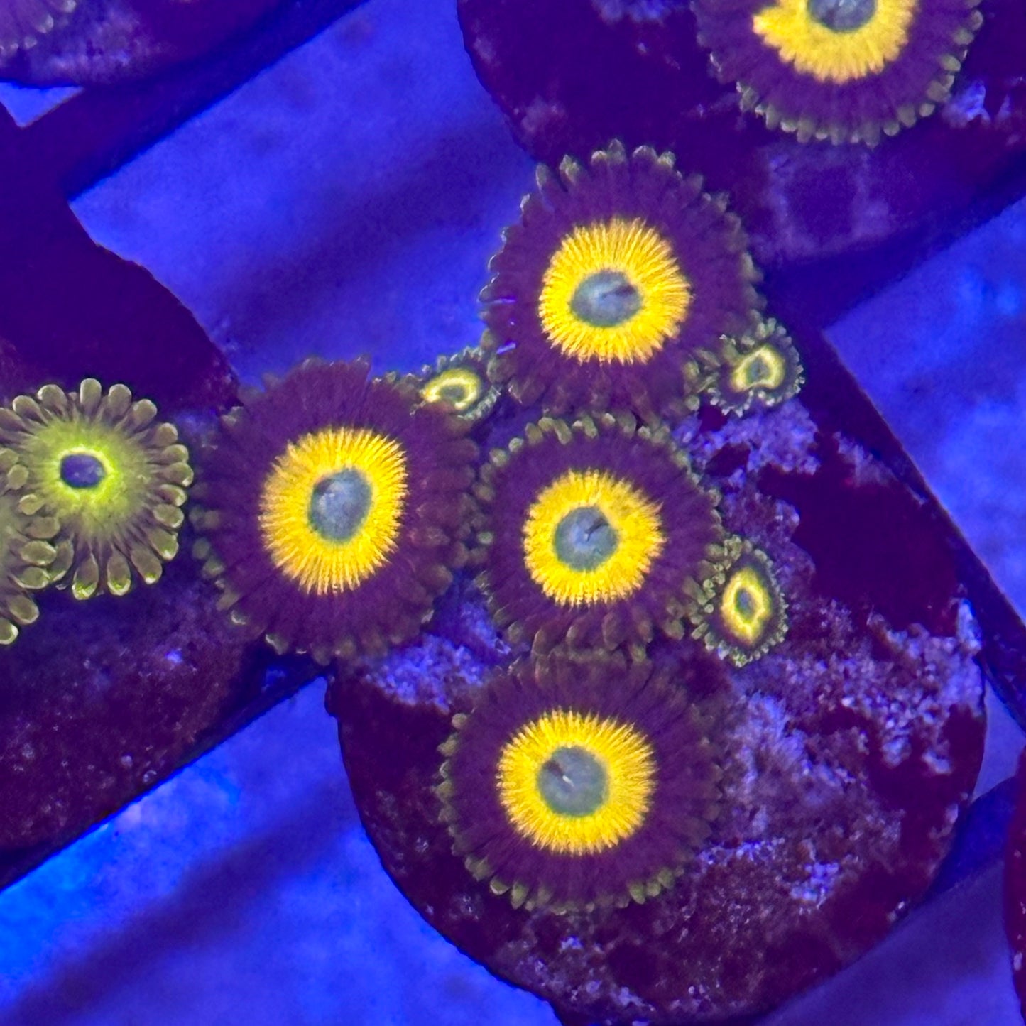 Scrambled Eggs Zoa / Zoanthid