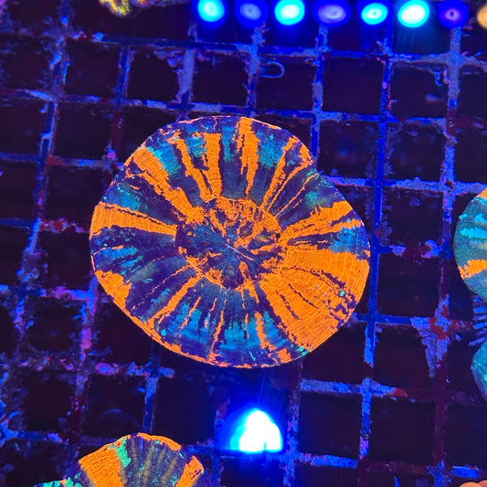 Metallic Superman Scoly / Scolymia