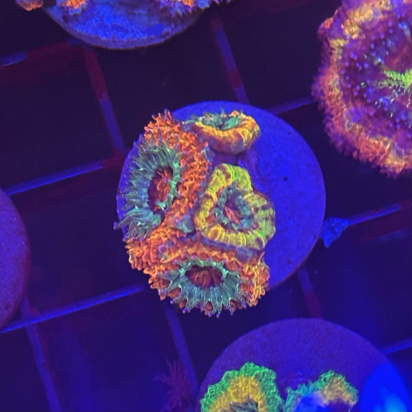 Islander Corals Vertigo Acan
