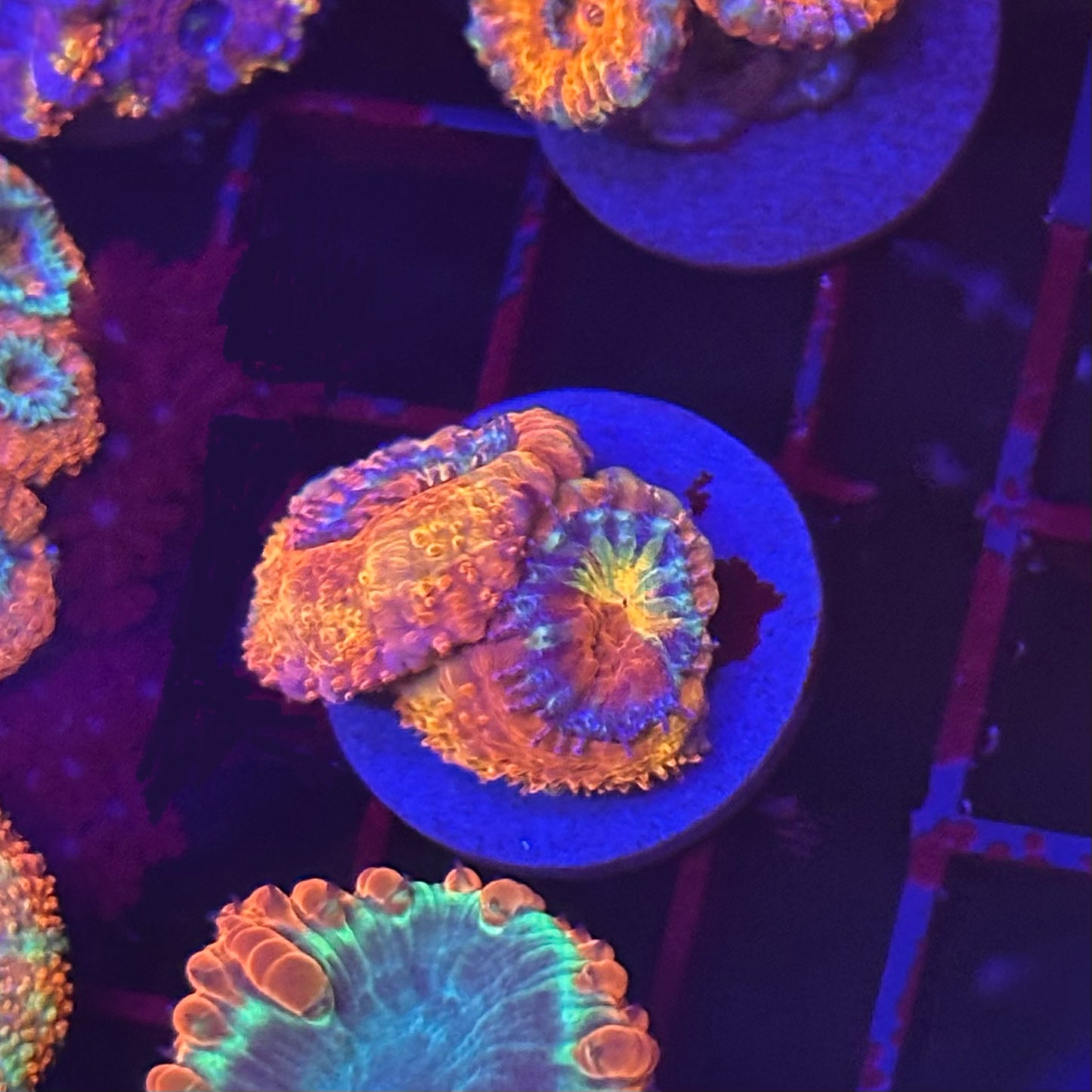 Islander Corals Tequila Sunrise Acan