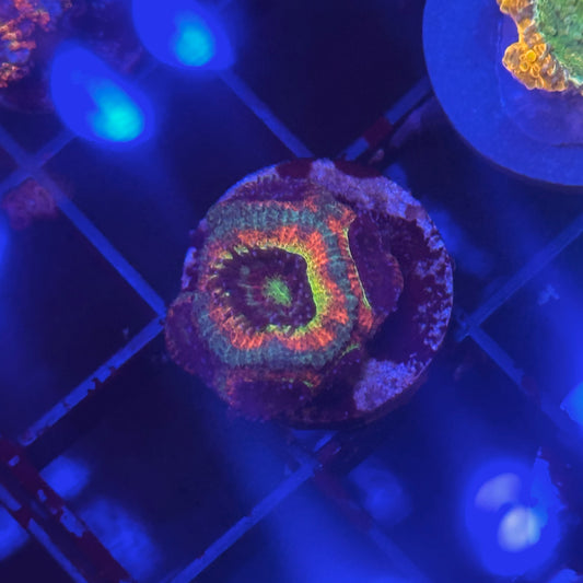 Fruitloops Micromussa Acan