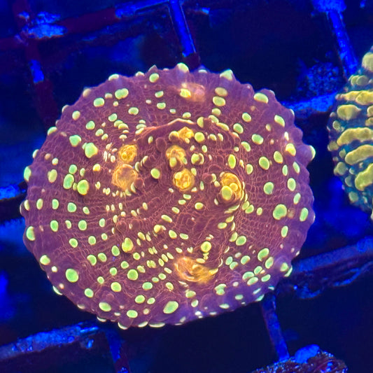 Goldmeister Chalice Coral