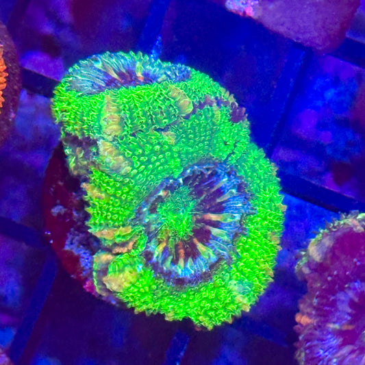 Islander Corals Kryptonite Acan