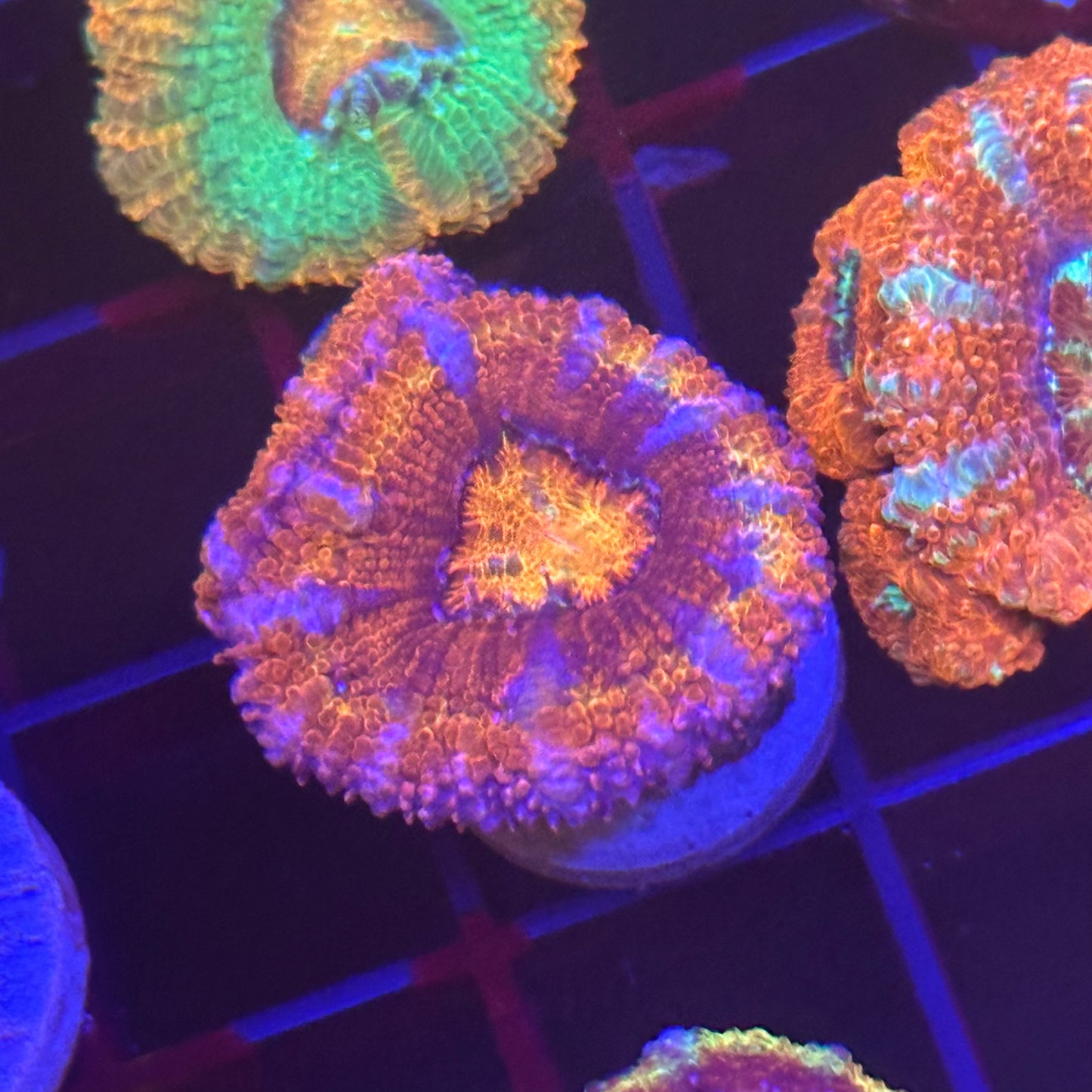 Islander Corals Playboy Acan