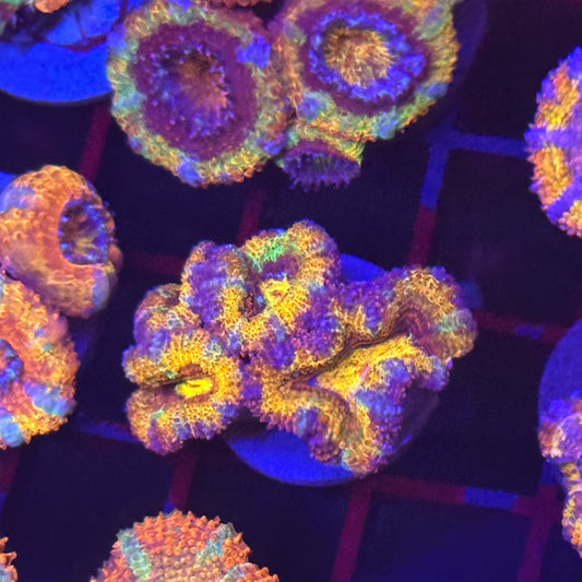 Islander Corals Paycheck Acan