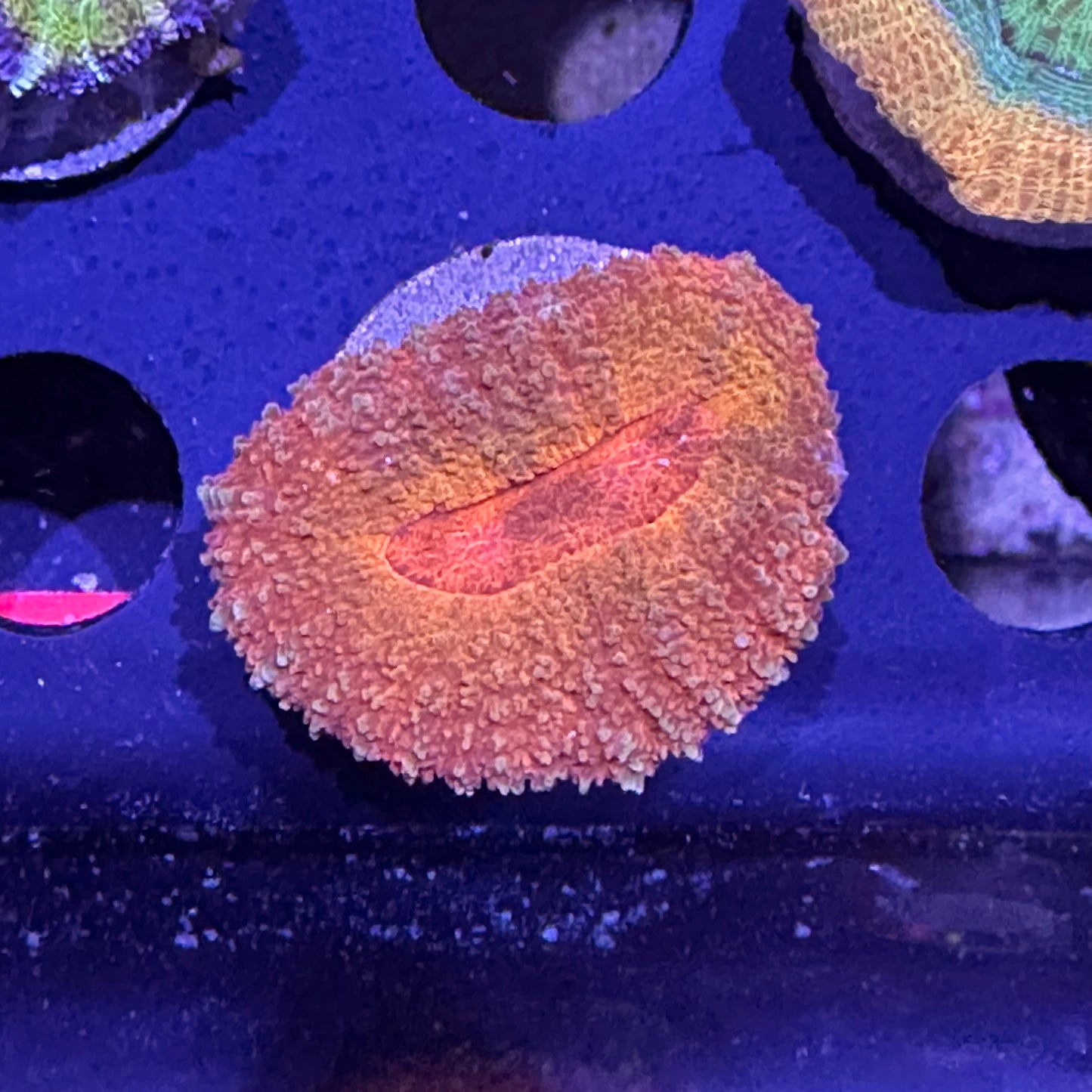 Islander Corals Ironman Lobo Coral