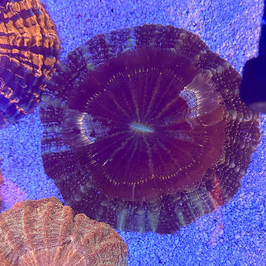 Acanthophyllia / Acantho / Meat Coral