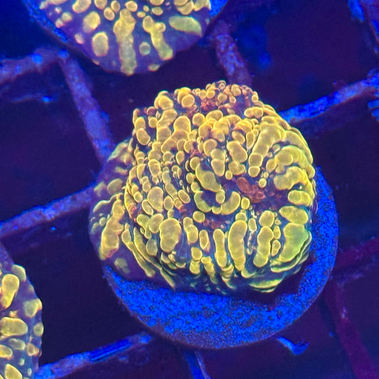 Cloudberry Chalice Coral