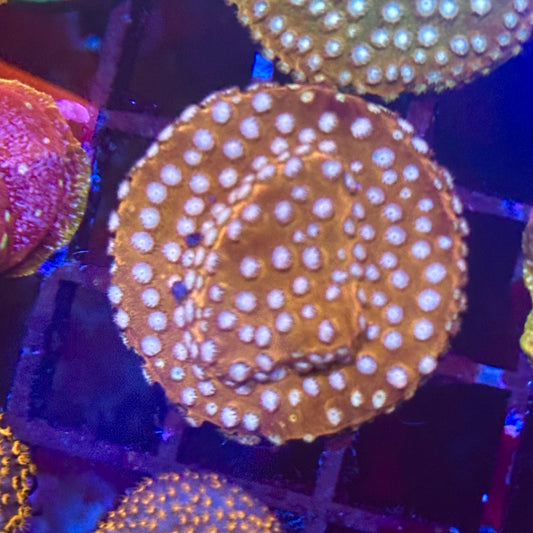 Orange Cyphastrea