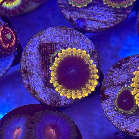Mesosphere Zoa / Zoanthid