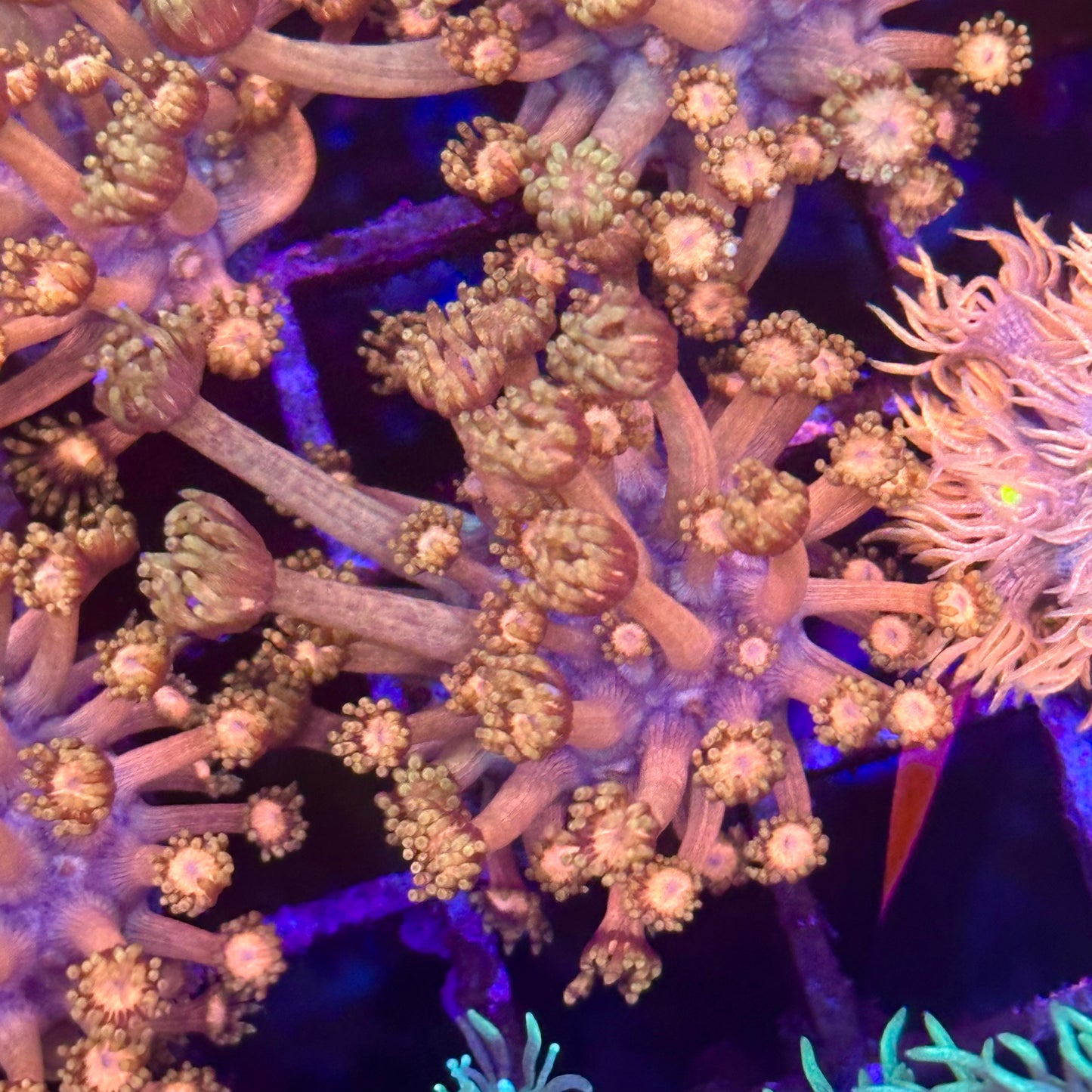 Goniopora / Goni - Islander Corals Cyborg
