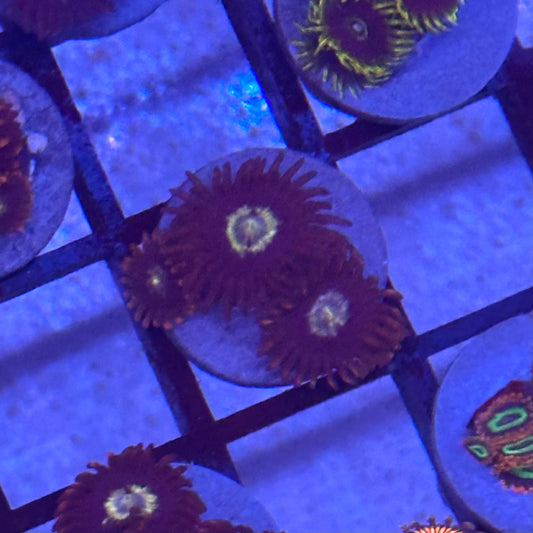 Micro Hornet Zoa / Zoanthid