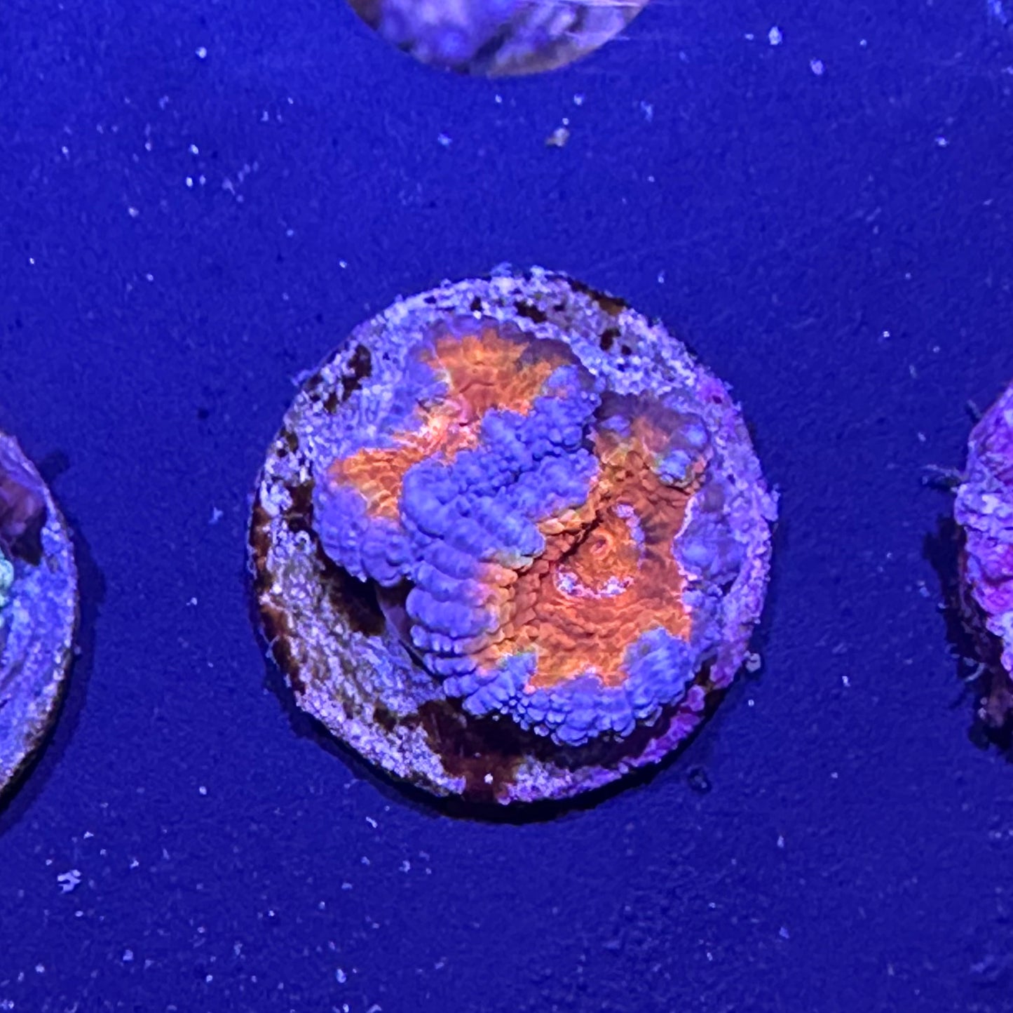 Islander Corals Spiderman Acan