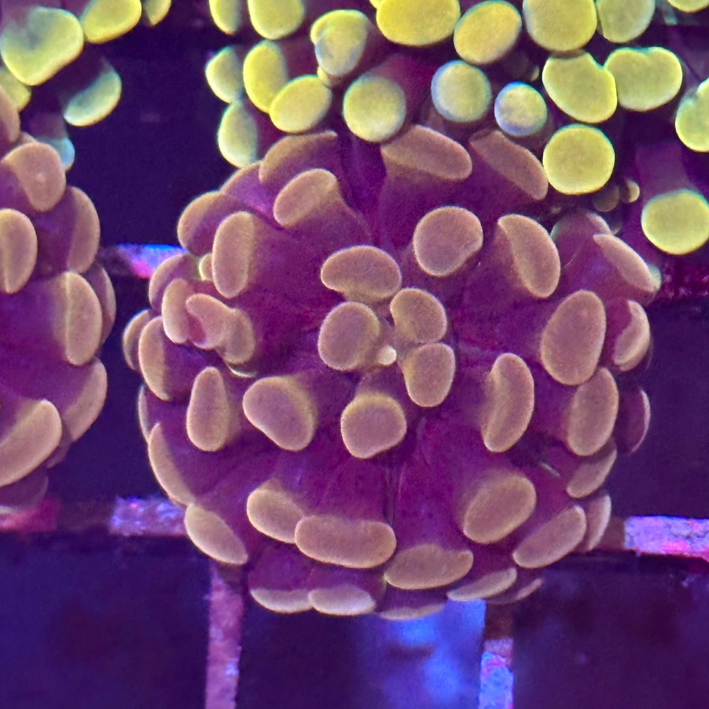 Hammer Coral - Orange
