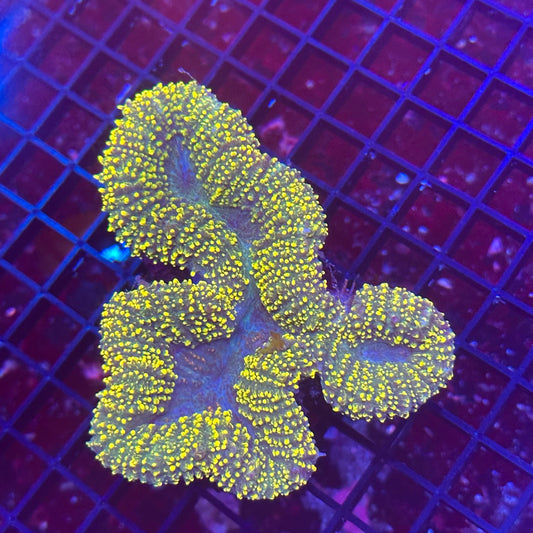 Gold Lobo