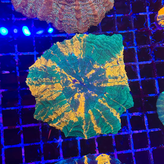 Acanthophyllia / Acantho / Meat Coral