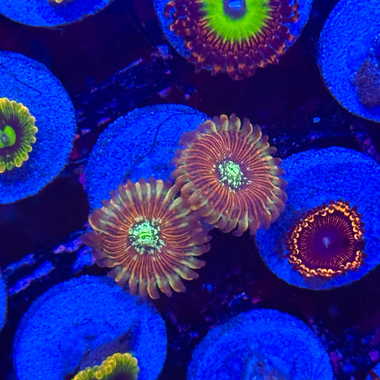 Magician Zoa / Zoanthid