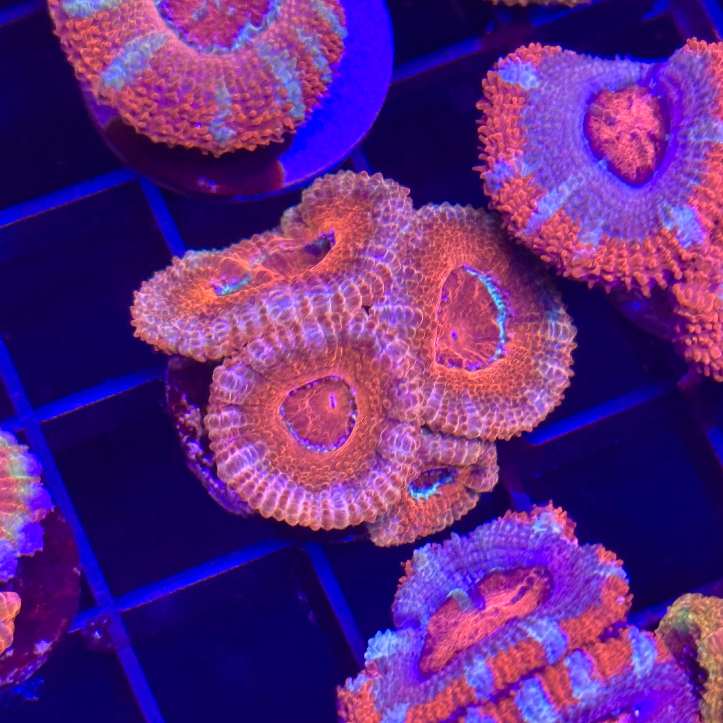 Islander Corals Sunburst Acan