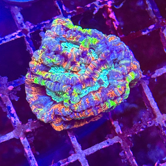 Rainbow Wilsoni